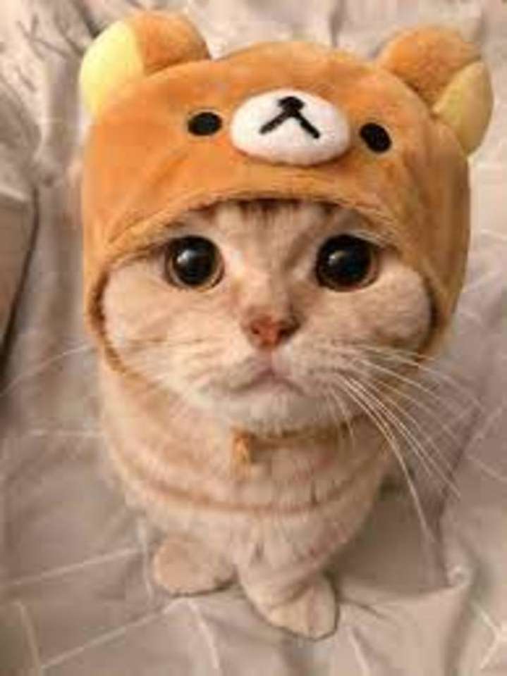 kotek